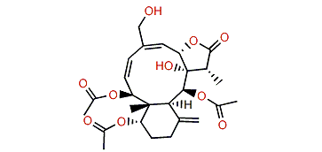 Fragilisinin H